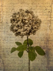 Poszter 30x40cm Egy szárított hortenzia virág, Assaf Frank
