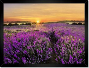 Poszter keretben 40x30 Levendula naplemente