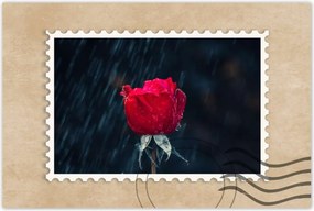 Poszterek 120x80 Rózsa Virág Virágok Rózsa