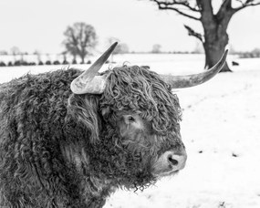 Poszter 50x40cm Hegyi tehén, Assaf Frank