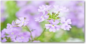 Fotótapéta falra edzett üveg Verbéna 140x70