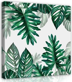 Vászonkép 40x40 Trópusi levelek zöld Monstera botanika természet frissesség