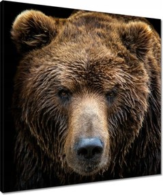 Vászonkép 60x60 Medve portré