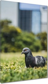 Vászonkép 80x120 Madarak