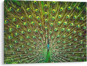 Kép - Páva (70x50 cm)