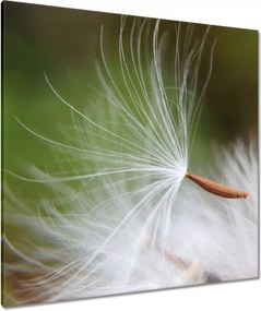 Vászonkép 90x90 Pitypang Virág Virágok