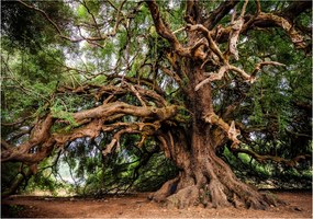 Fotótapéta Az élet fája természet vinil 368x280 hálószoba nappali boho +ragasztó