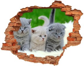 3d fali matrica lyuk a falban Három macskát egy takaró nd-c-112670236