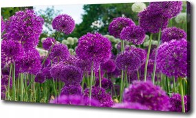 Vászonkép Fokhagyma virágok 120x60 cm