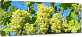 Vászonkép 100x40 Zöld szőlő