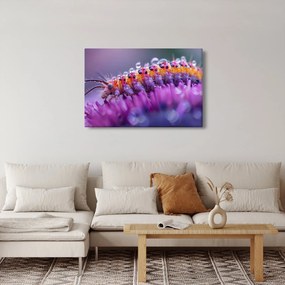 Kép - Caterpillar (90x60 cm)