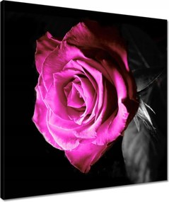Vászonkép 50x50 Rózsa lila