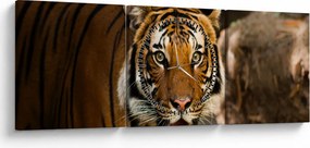 Tigris képe (órával) (90x30 cm)