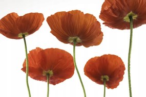 Poszter 45x30cm Five Poppies, Assaf Frank