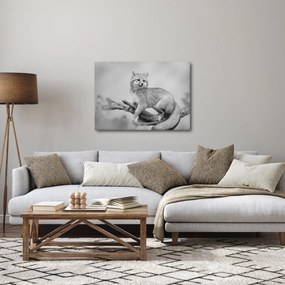 Kép - Szürke róka (70x50 cm)