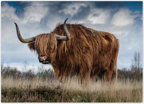 Poszterek 70x50 Felvidéki tehén