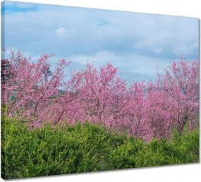 Vászonkép 50x40 Virágzó cseresznye