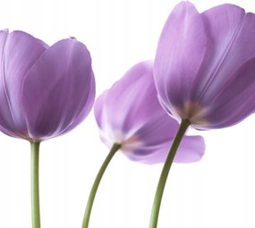 Poszter 40x40cm Lila tulipánok, Assaf Frank