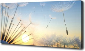 Vászonkép Pitypang magok 120x60 cm