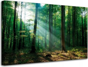 Vászonkép Erdő Fák Nap sugarai 80x50 cm Ajándéknak is tökéletes