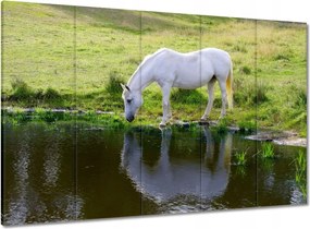 Vászonkép 100x70 Fehér ló