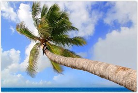 Poszterek 120x80 Pálmafák az óceán felett