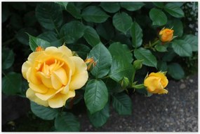 Poszterek 120x80 Sárga rózsa