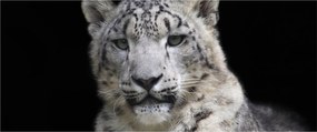 Kép - Snow Leopard (120x50 cm)