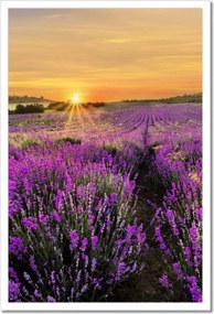 Poszter keretben 40x60 Levendula naplemente