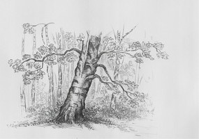 Dekoratív Fotótapéta Hálószobába Erdei fa 208x146 Ragasztó