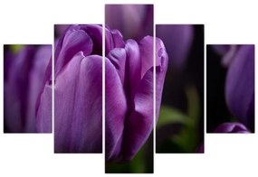 Tulipán vírág képe (150x105 cm)