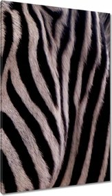 Festmények 80x120 Makro fotó zebra