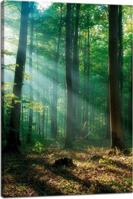 Vászonkép Erdő Fák Nap sugarai 40x60 cm