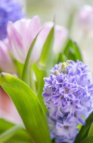 Poszter 56,6x86,4cm Jácint és tulipánok közelkép, Assaf Frank