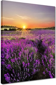 Vászonkép 30x40 Levendula rét
