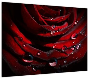 Kép - Rózsa részlete (üvegen) (70x50 cm)