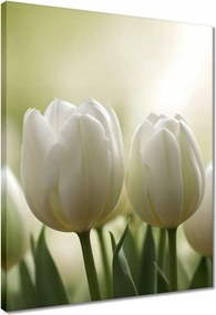Vászonkép 40x50 Fehér tulipánok