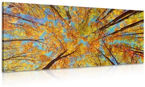 Kép őszi fa korona