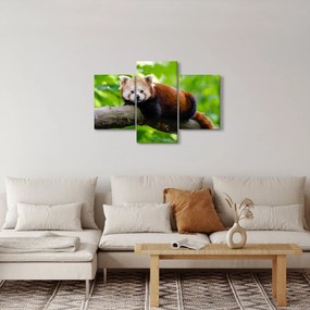 A vörös panda képe (90x60 cm)