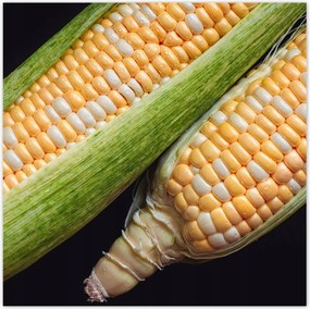 Poszterek 100x100 Két kukoricacsutka