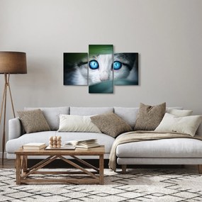 Macska képe (90x60 cm)