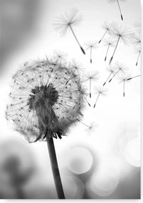 Pitypang poszter B1 100x70cm #65D