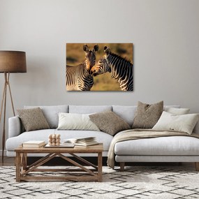 Kép - Két zebra (70x50 cm)