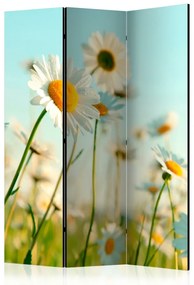 Paraván - Daisies - spring meadow [Room Dividers]