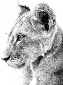 Művészeti fotózás Grayscale shot of a cute lion, Wirestock, (40 x 26.7 cm)