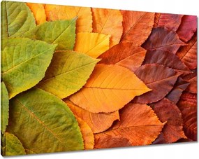 Vászonkép 100x70 Őszi színes levelek Levelek az ősz színeiben