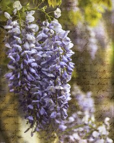 Poszter 40x50cm Színes tavaszi lila 2, Assaf Frank