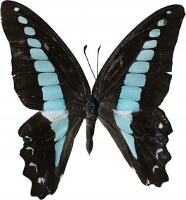 Poszter 40x30cm Pillangó fehér alapon 2, Assaf Frank