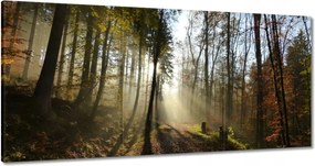 Vászonkép 60x30 Napfelkelte az erdőben