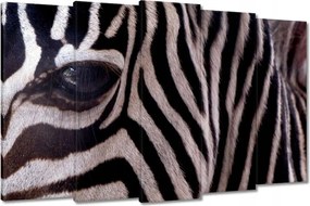 Festmények 150x95 Makro fotó zebra